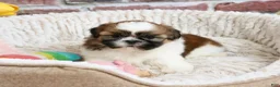 Shih Tzu dogs for sale: Fergie  - Ad 3