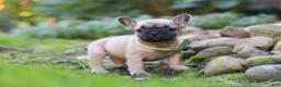 French Bulldog dogs for sale: Brody - Ad 5