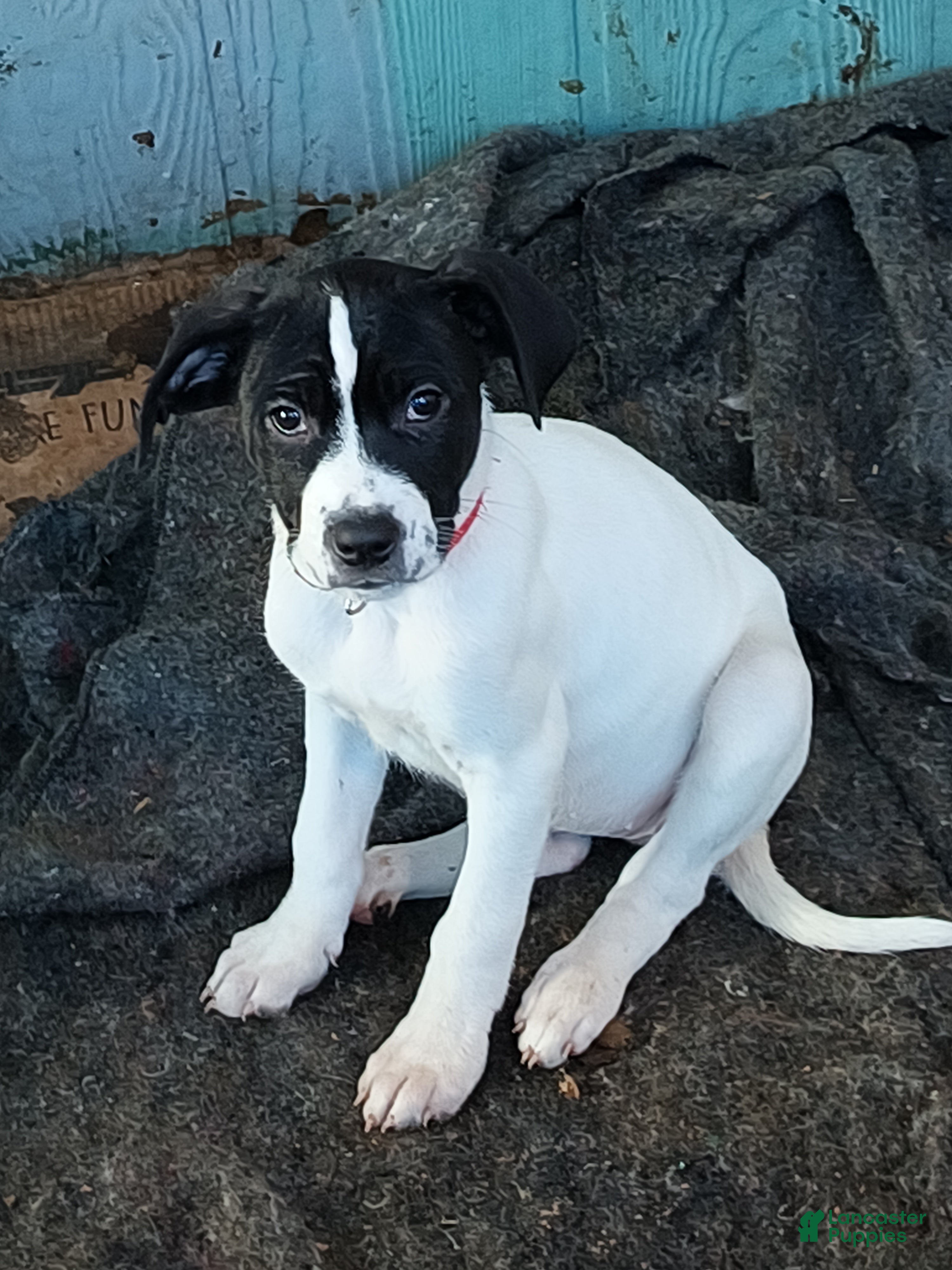 Mixed Breed dogs Artemis - Ad 18