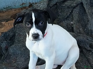 Mixed Breed dogs Artemis - Ad 18