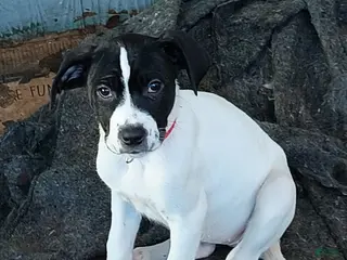 Mixed Breed dogs Artemis - Ad 6