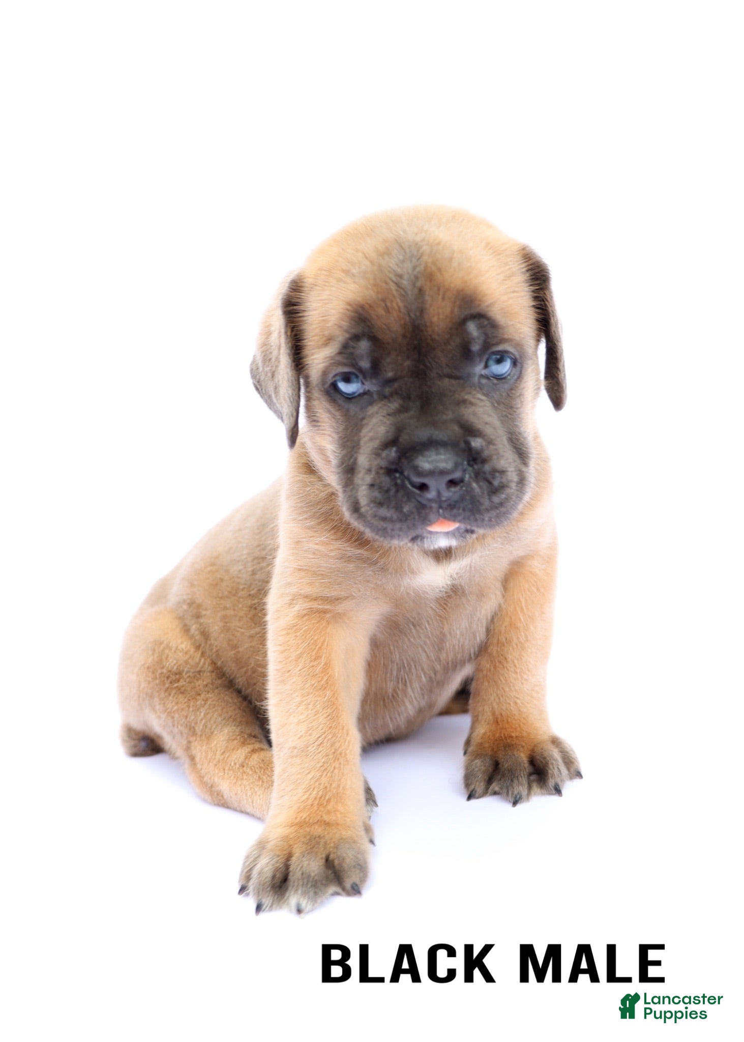 Cane Corso dogs Black Male - Ad 17
