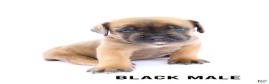 Black Male