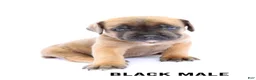 Cane Corso dogs for sale: Black Male - Ad 1