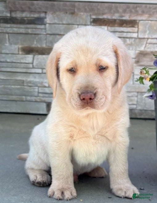 Labrador Retriever dogs Bear - Ad 1
