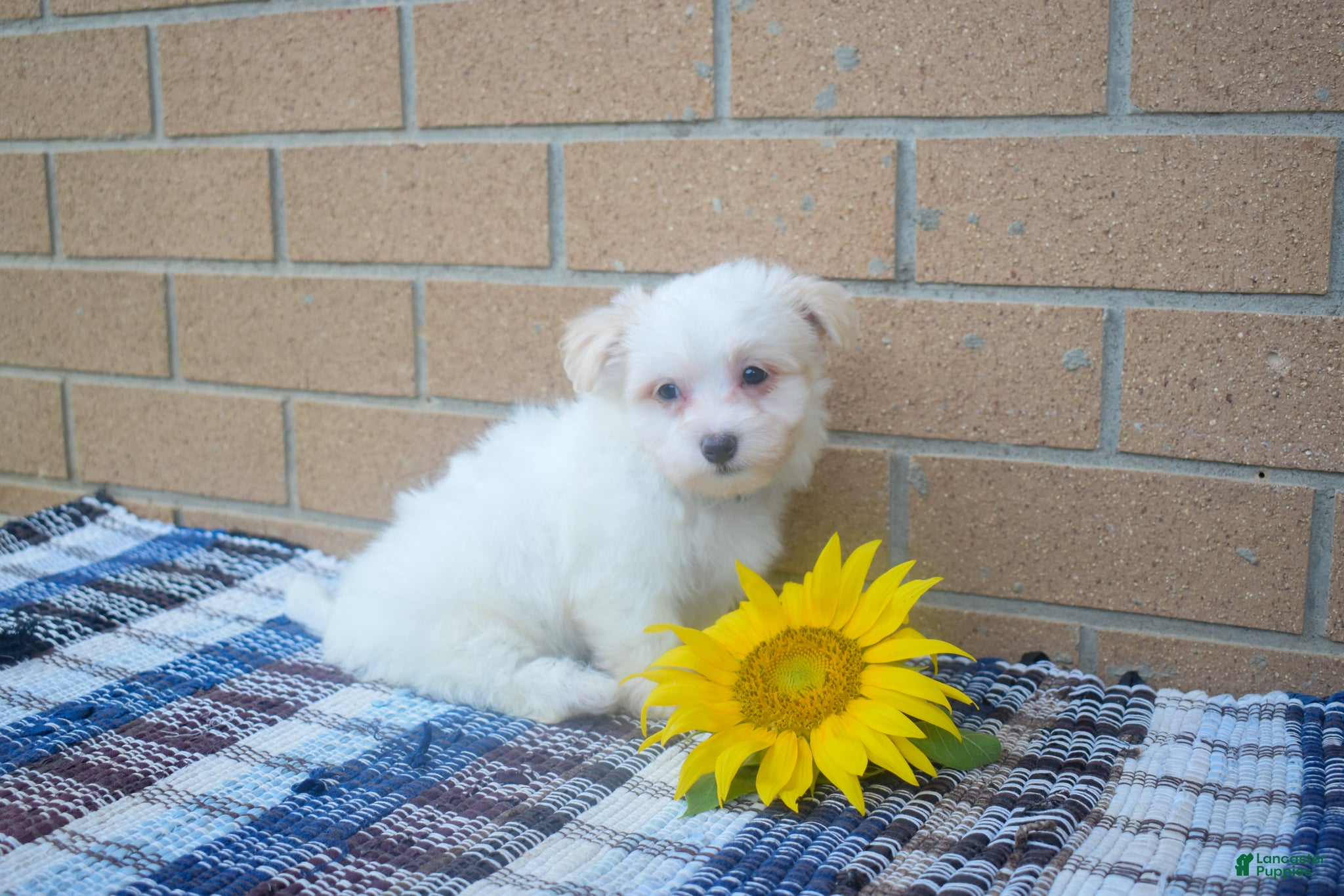 Maltese dogs Rusty ✨ - Ad 2