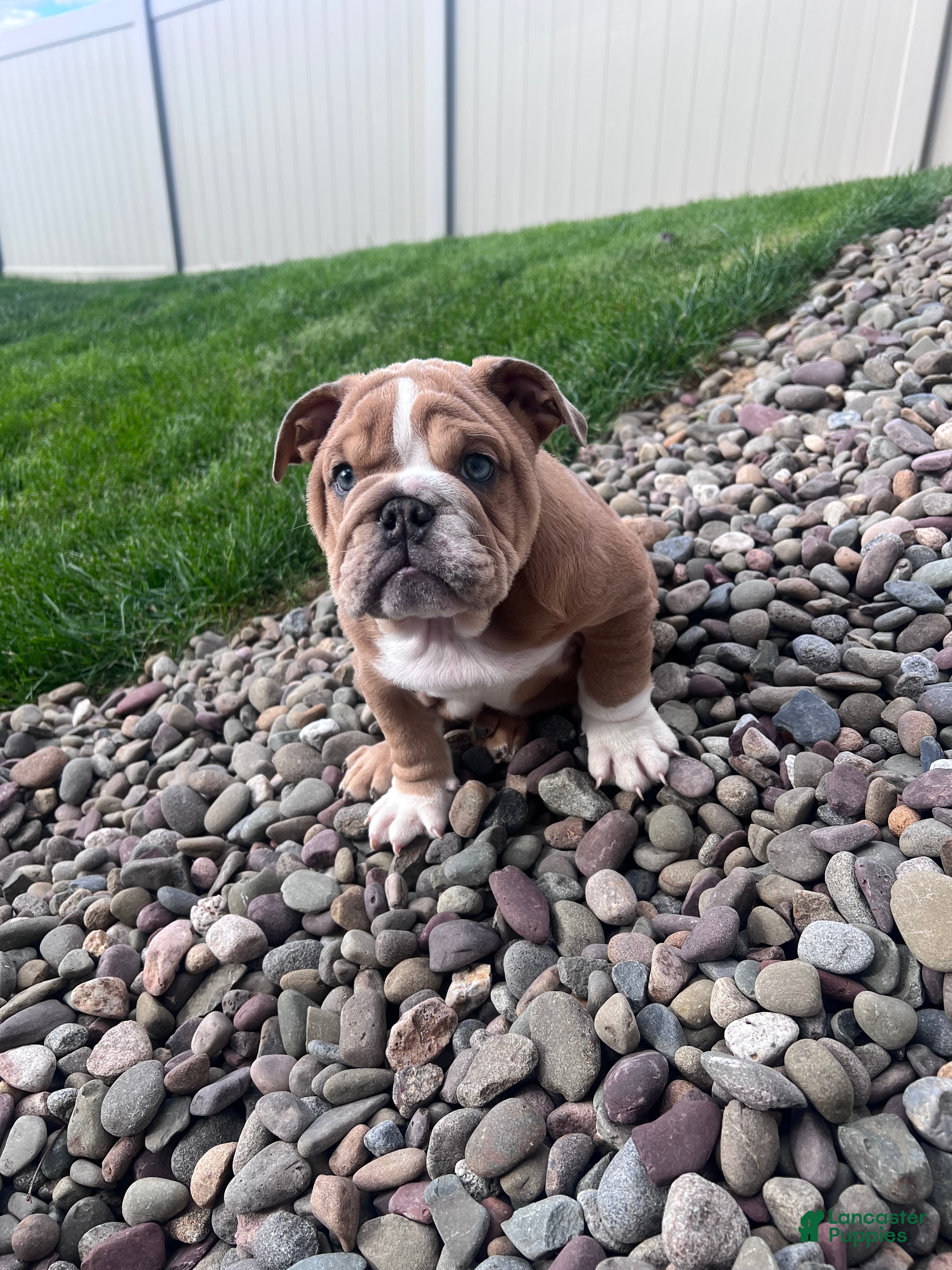 English Bulldog dogs Lily  - Ad 2