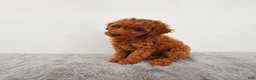 Mini Goldendoodle dogs for sale: Penny - Ad 6
