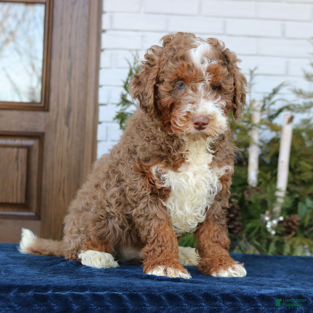 Mini Bernedoodle dogs for sale: Max  - Ad 3