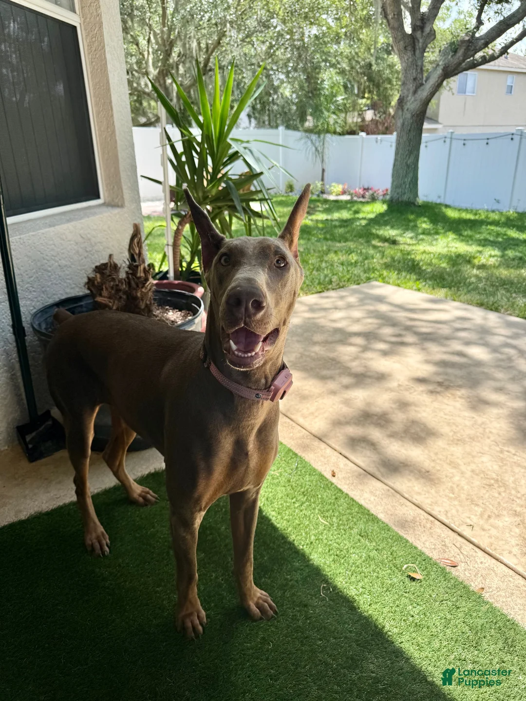 Doberman Pinscher dogs for sale: Purple collar female - Ad 2