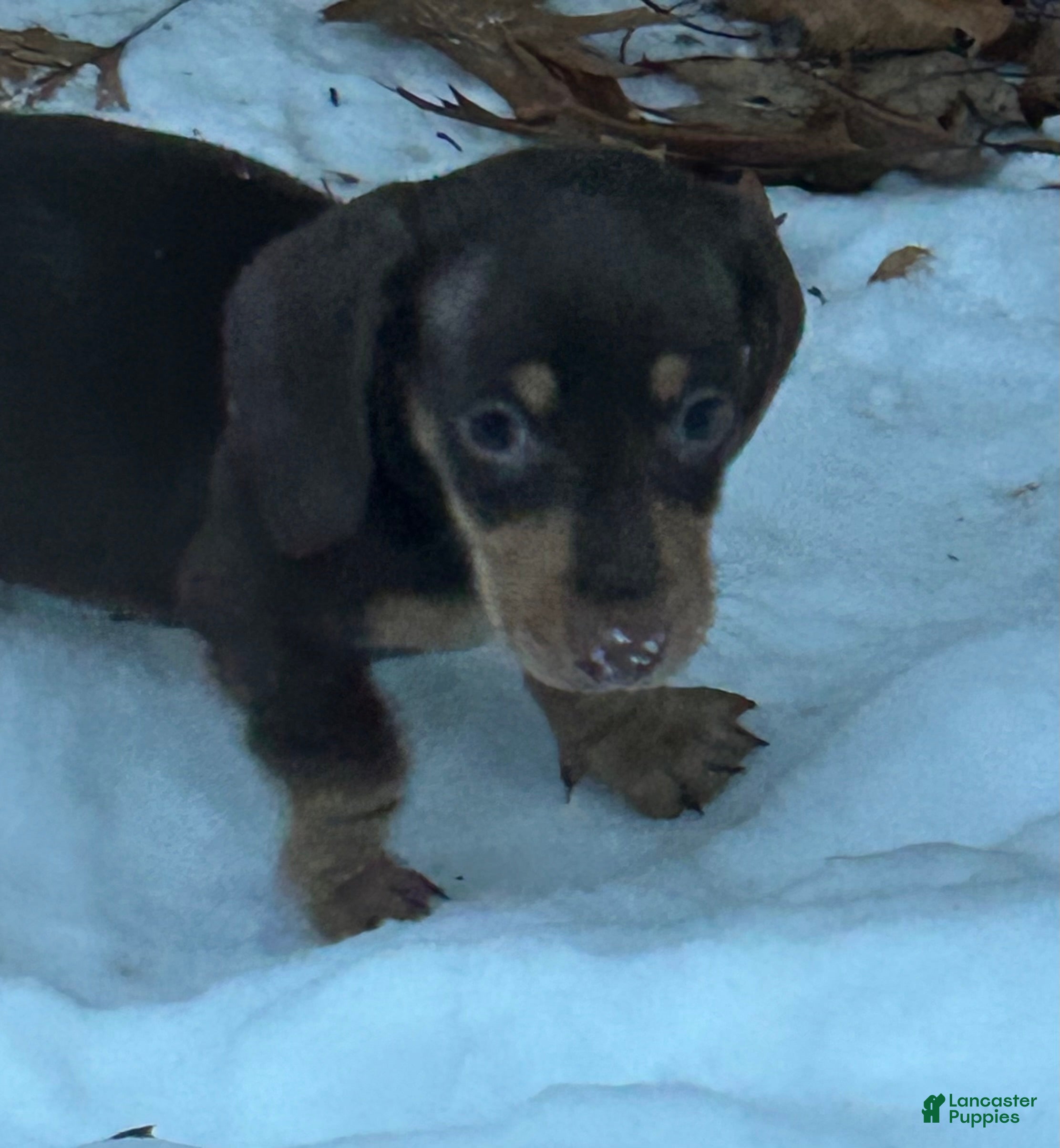 Miniature Dachshund dogs Miniature Dachshund Puppy 3 - Ad 4
