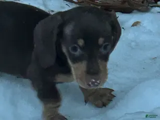 Miniature Dachshund dogs Miniature Dachshund Puppy 3 - Ad 4