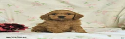 Cockapoo dogs for sale: Calvin - Ad 4