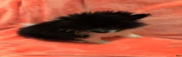 Pomeranian dogs for sale: Pomeranian 2 - Ad 2