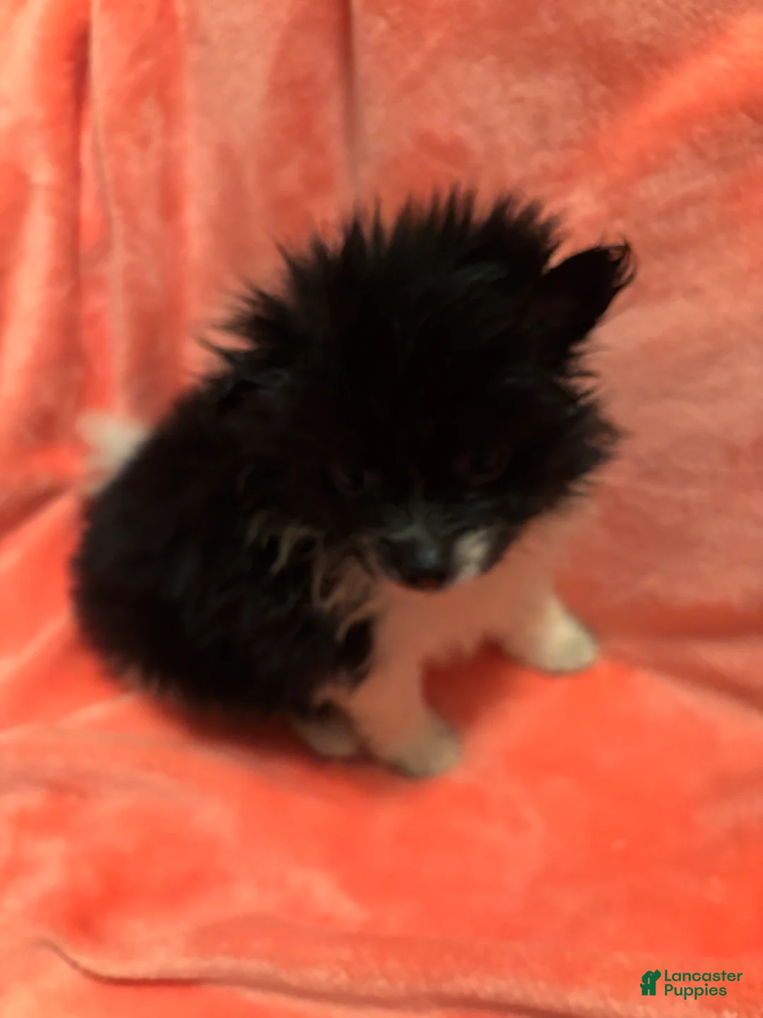 Pomeranian dogs for sale: Pomeranian 2 - Ad 2