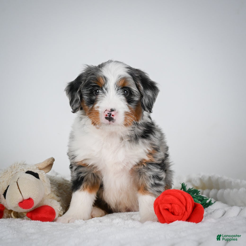 Mini Bernedoodle dogs Samantha - Ad 2