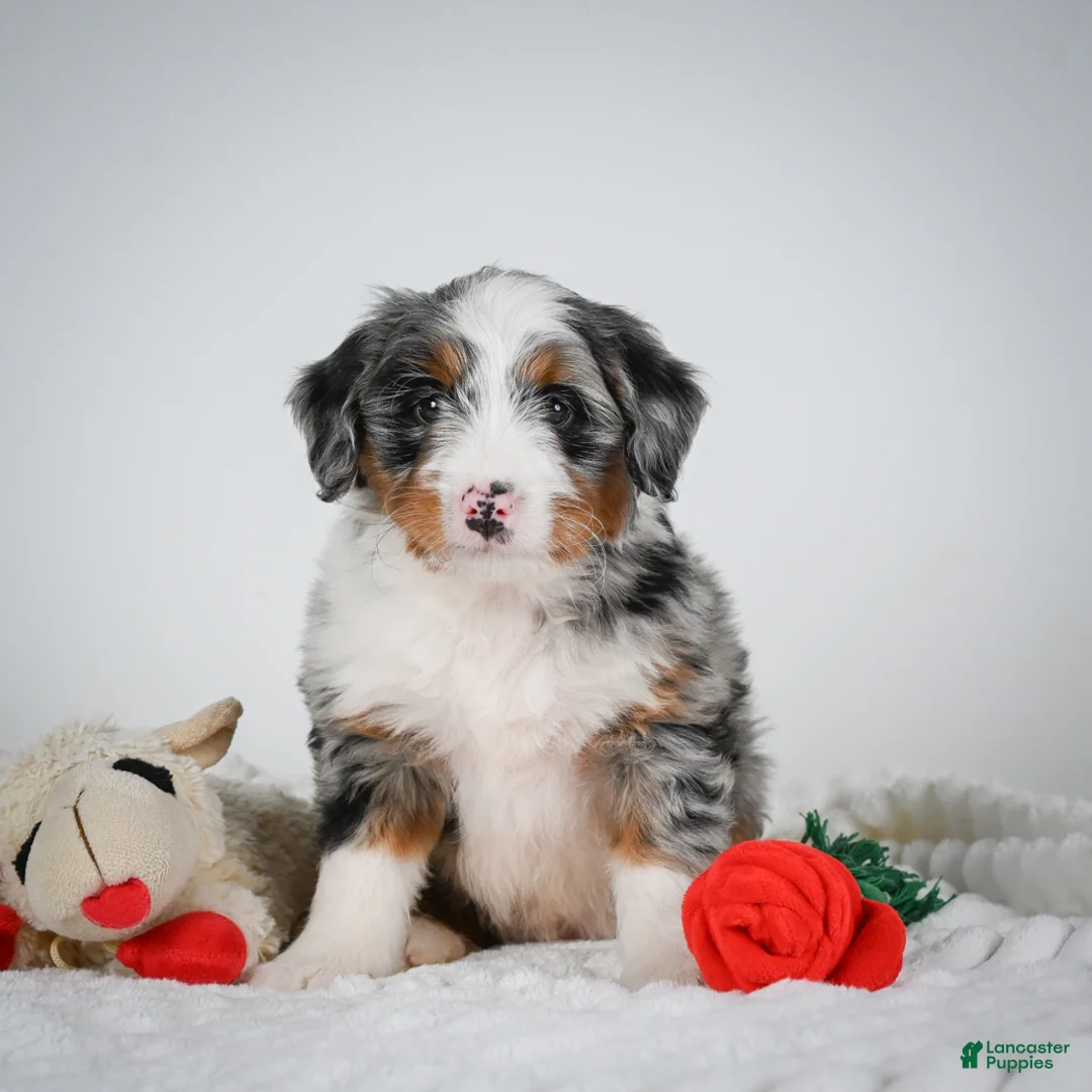 Mini Bernedoodle dogs for sale: Samantha - Ad 2