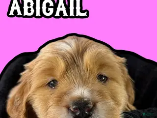 Goldendoodle dogs Abigail - Ad 28