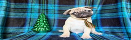 Pug dogs for sale: Nicholas  - Ad 3