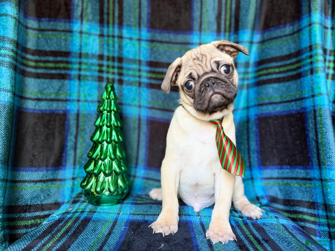 Pug dogs for sale: Nicholas  - Ad 3