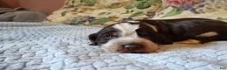 English Springer Spaniel dogs for sale: Mr. Fritz - Ad 6