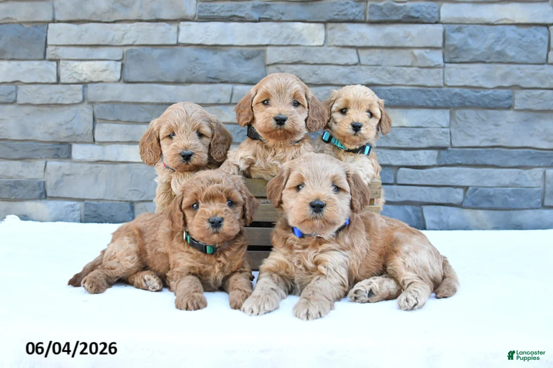 Cockapoo dogs for sale: Rusty - Ad 3
