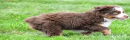 Miniature Australian Shepherd dogs for sale: Wendall - Ad 7