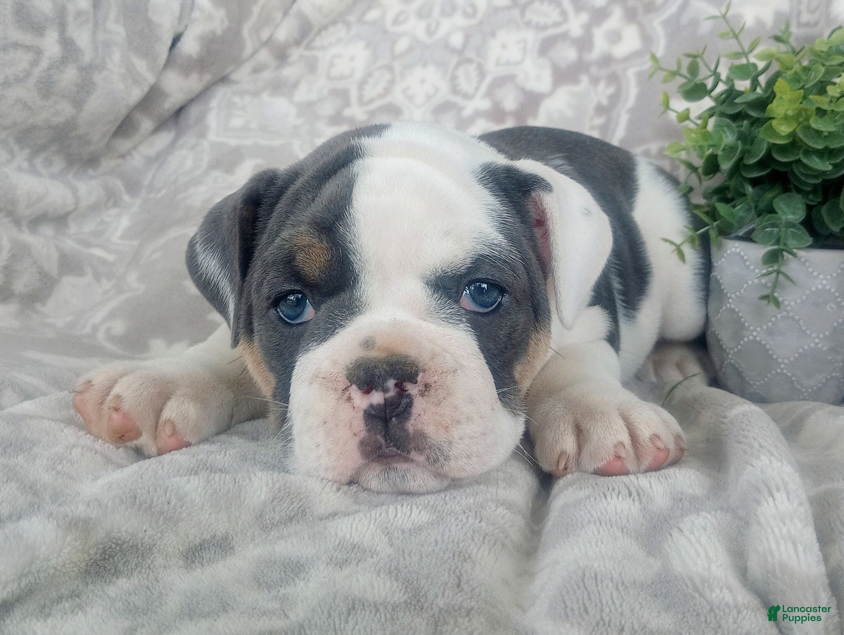 Rip Ellie Ellie The Pug Blue Blue Olde English Bulldogge Puppies