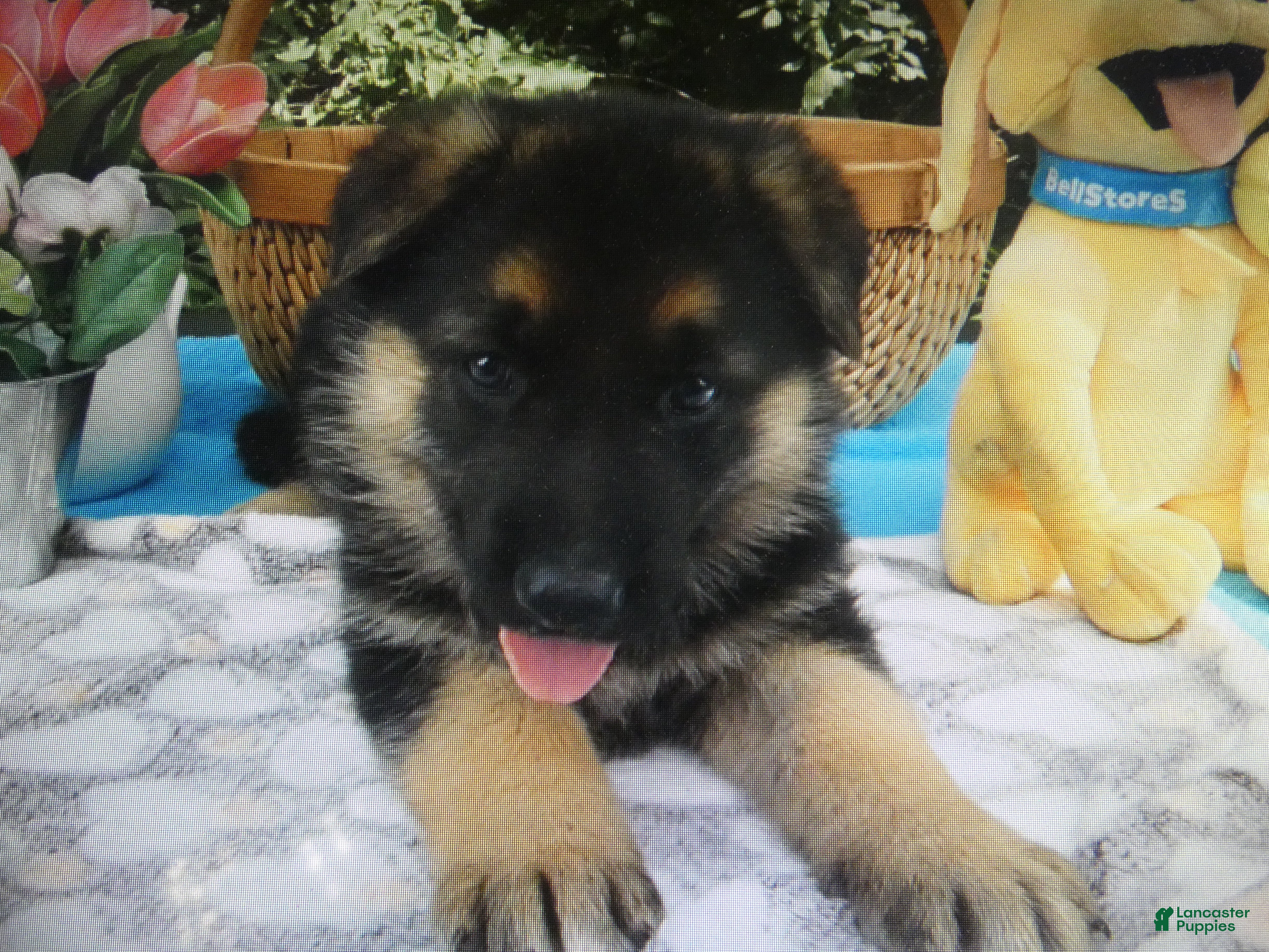 German Shepherd dogs German Shepherd 4 Roxy - Ad 7