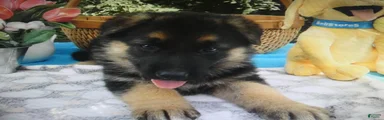 German Shepherd 4 Roxy