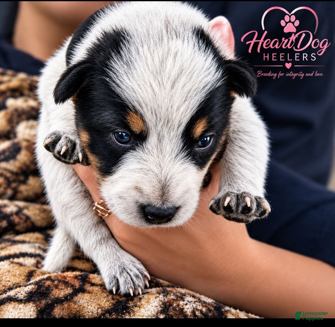Australian Cattle Dog dogs for sale: Siren (RESERVED) - Ad 12