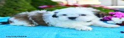 Shih Tzu dogs for sale: Alice - Ad 3