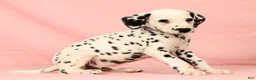 Dalmatian dogs for sale: Ringo - Ad 9