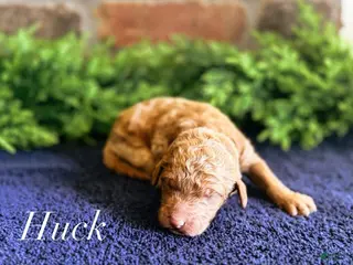 Goldendoodle dogs Goldendoodle Puppy 2 - Ad 31