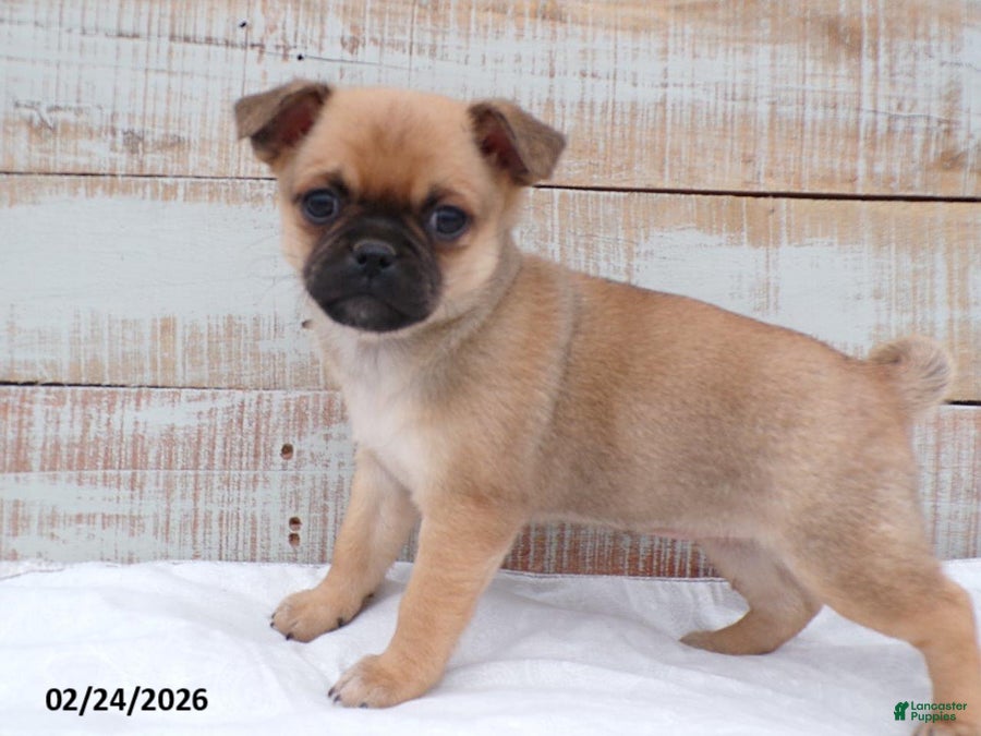 Mixed Breed dogs Violet - Ad 1