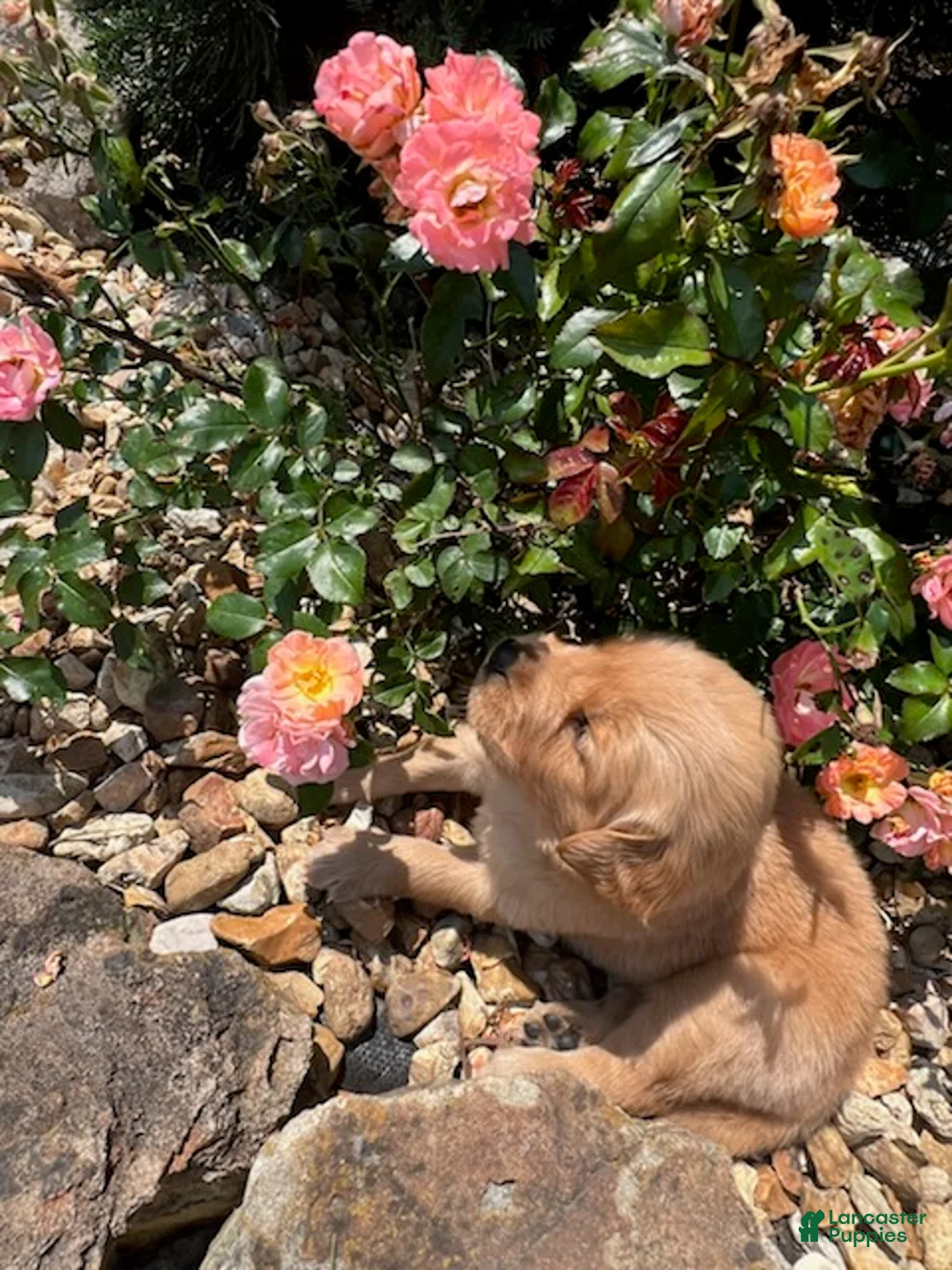 Golden Retriever dogs for sale: Ember - Ad 4