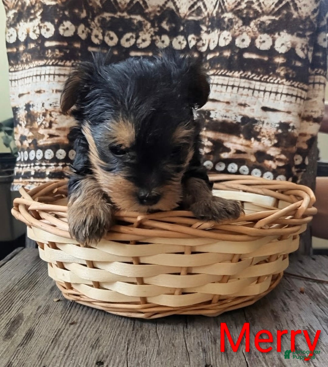 Yorkshire Terrier dogs for sale: Merry - Ad 2