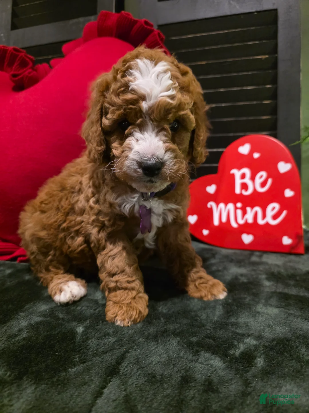 Mini Bernedoodle dogs for sale: Star - Ad 9