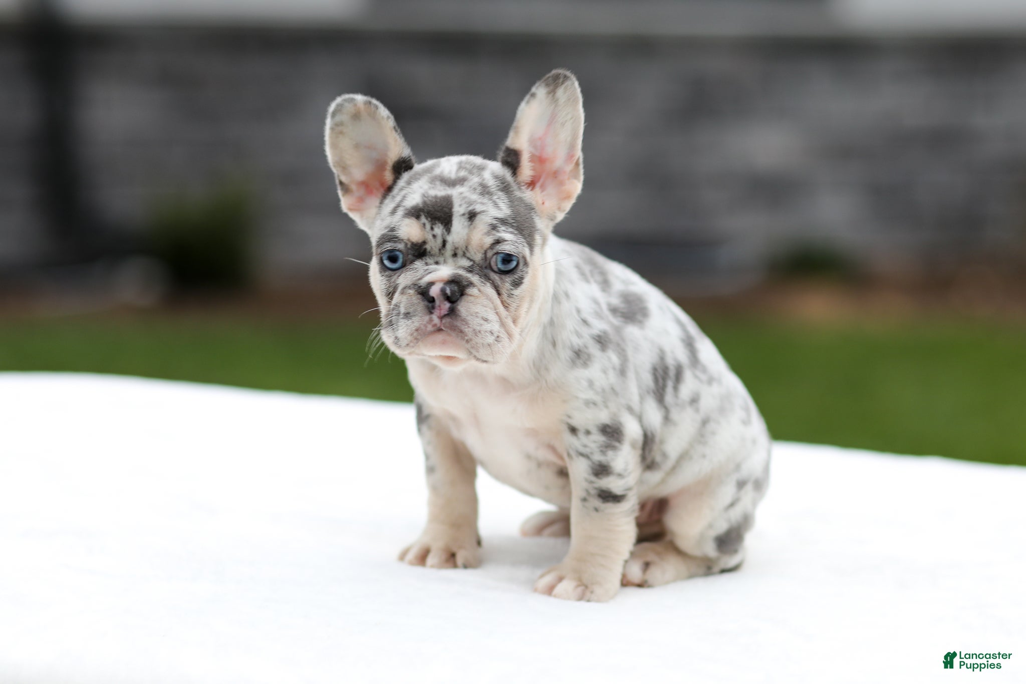 French Bulldog dogs Fern - Ad 35