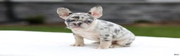French Bulldog dogs for sale: Fern - Ad 1