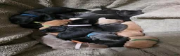 Labrador Retriever dogs for sale: Luigi - Ad 12