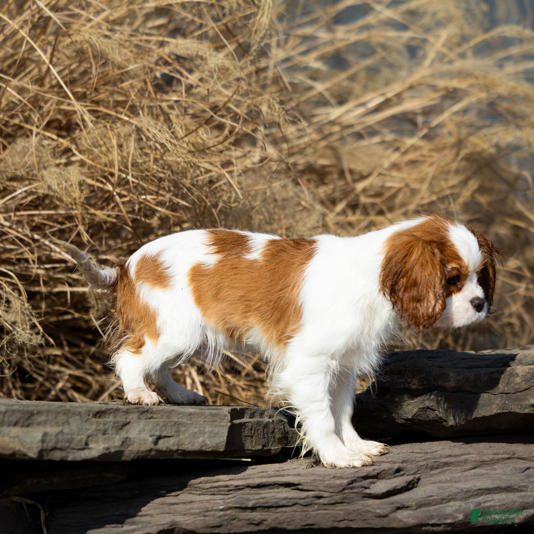 Cavalier King Charles Spaniel dogs Briar - Ad 2