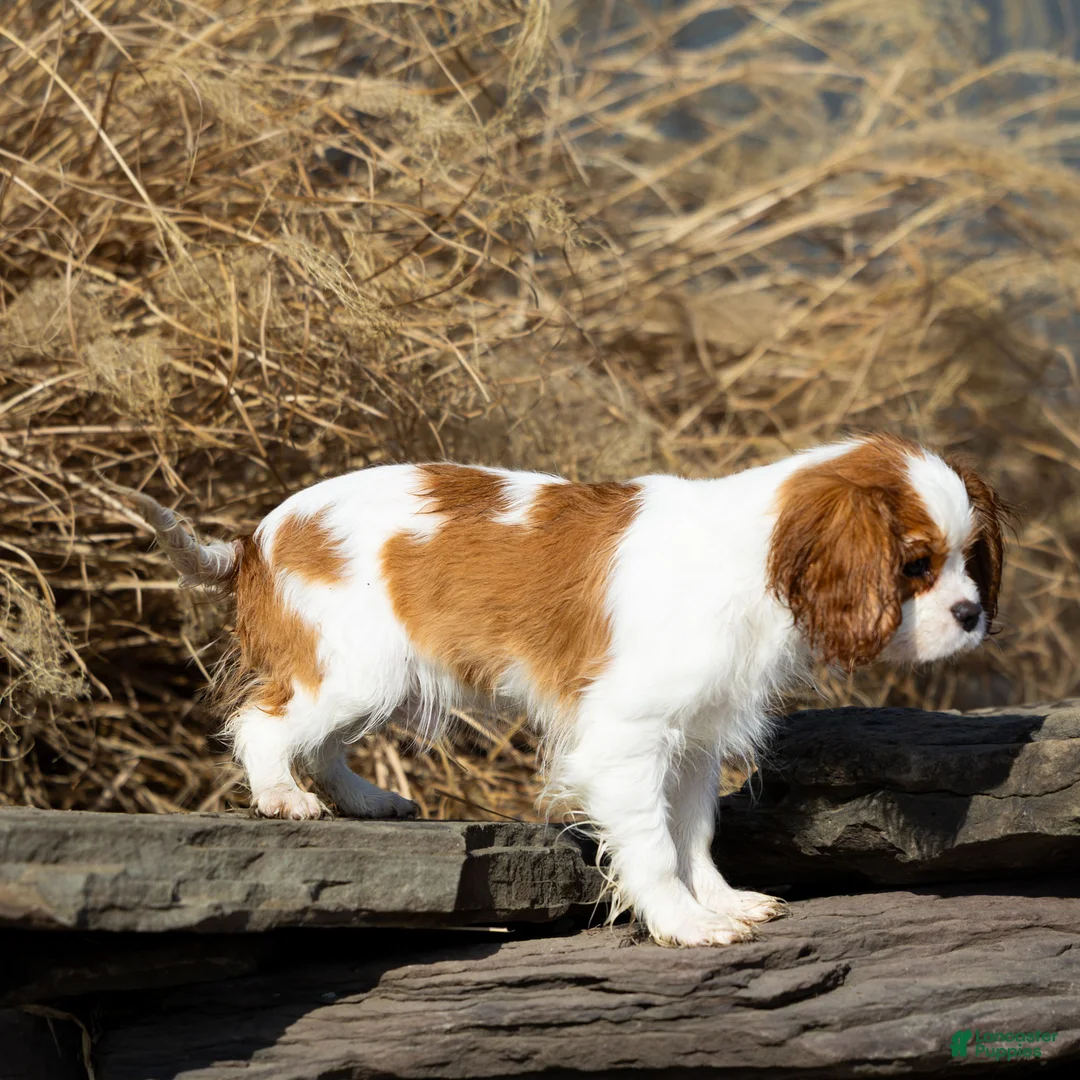 Cavalier King Charles Spaniel dogs for sale: Briar - Ad 2