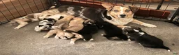 Mixed Breed dogs for sale: Spunky - Ad 4