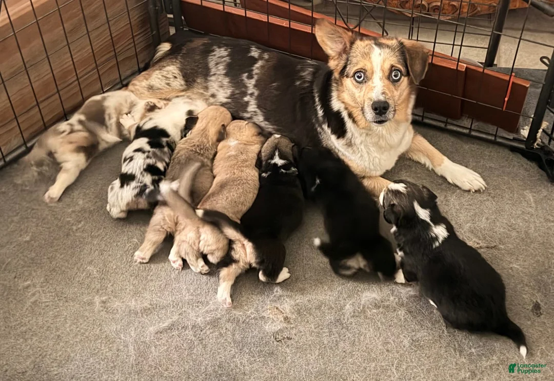 Mixed Breed dogs for sale: Spunky - Ad 4