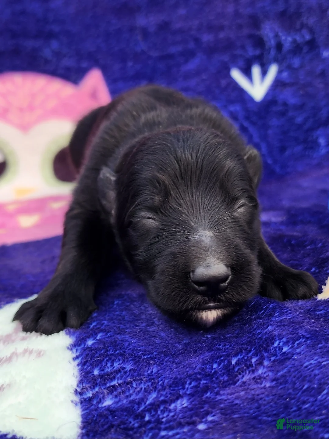 German Shepherd dogs for sale: Manny - Ad 1