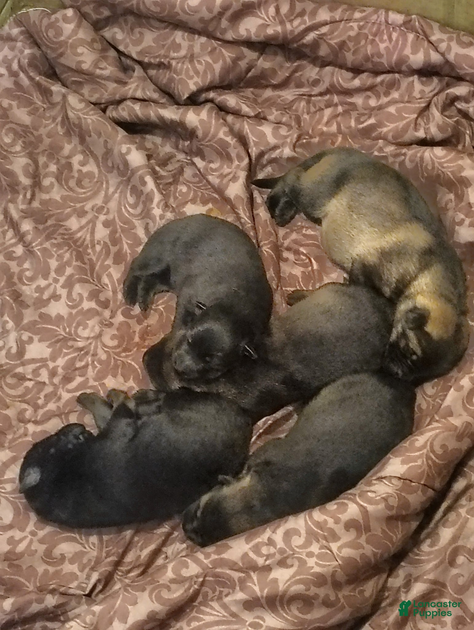 German Shepherd dogs German Shepherd Puppy 1 - Ad 1