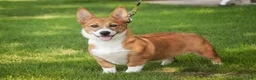 Welsh Corgi Pembroke dogs for sale: Rover Corgi Puppy  - Ad 3