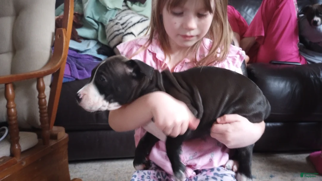 American Bully dogs for sale: Helen Maroulis - Ad 2