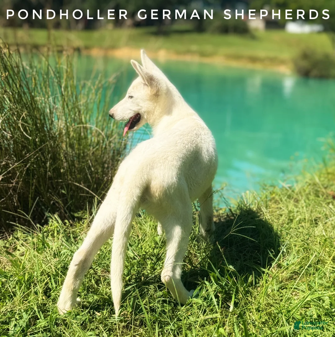 German Shepherd dogs for sale: German Shepherd 2 - Ad 2